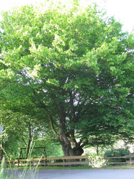 Bild 1 von Hainbuche an der Ritterteichstraße